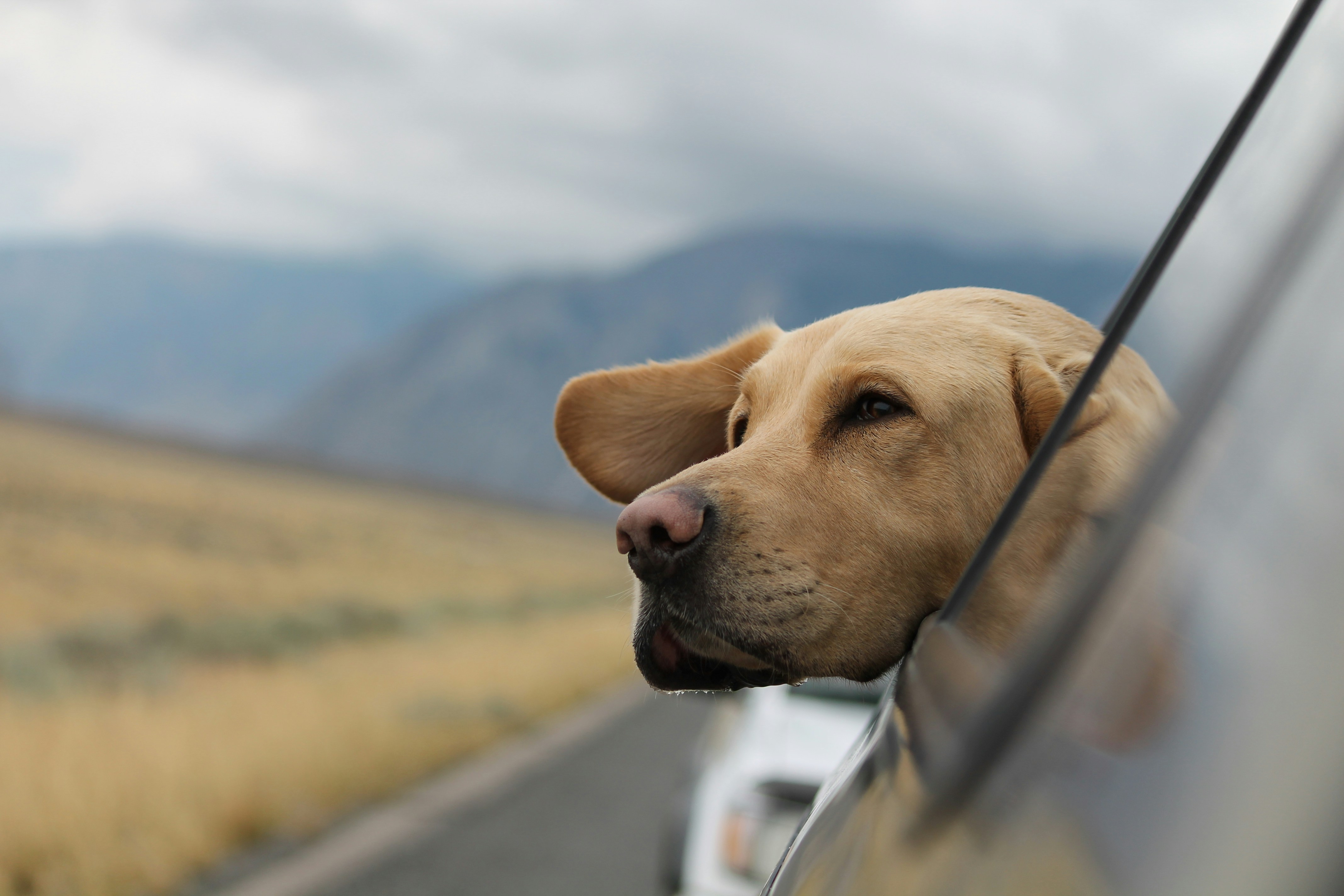 First-Time Dog Owner? Here's Everything You Need to Know 1 img