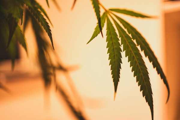 What Are Some Unconventional Uses for Blunt Tubes? 2 img