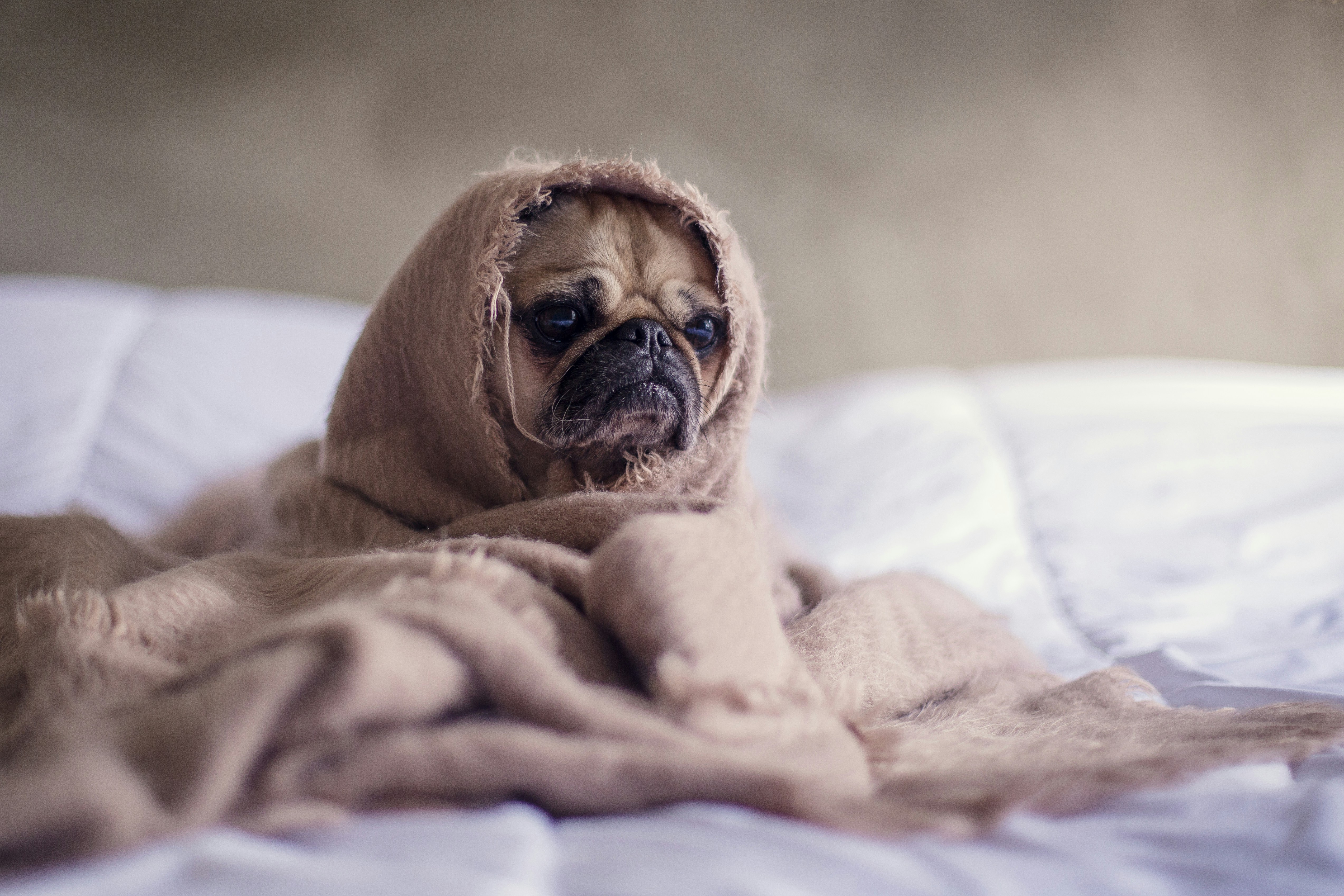First-Time Dog Owner? Here's Everything You Need to Know 3 img