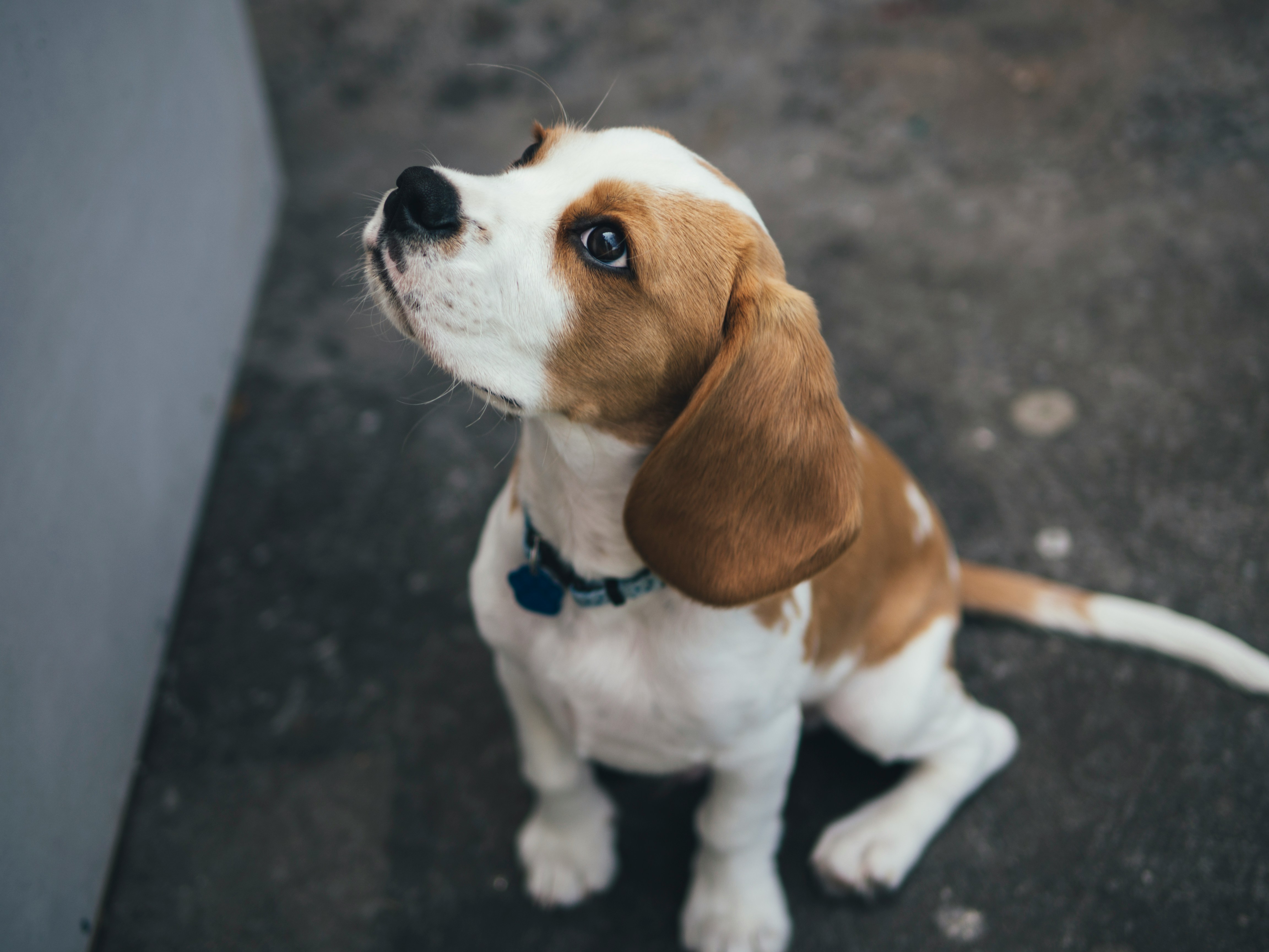 First-Time Dog Owner? Here's Everything You Need to Know 2 img